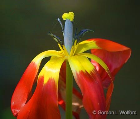 Really Tired Tulip_48663.jpg - Photographed in Ottawa, Ontario - the Capital of Canada. 